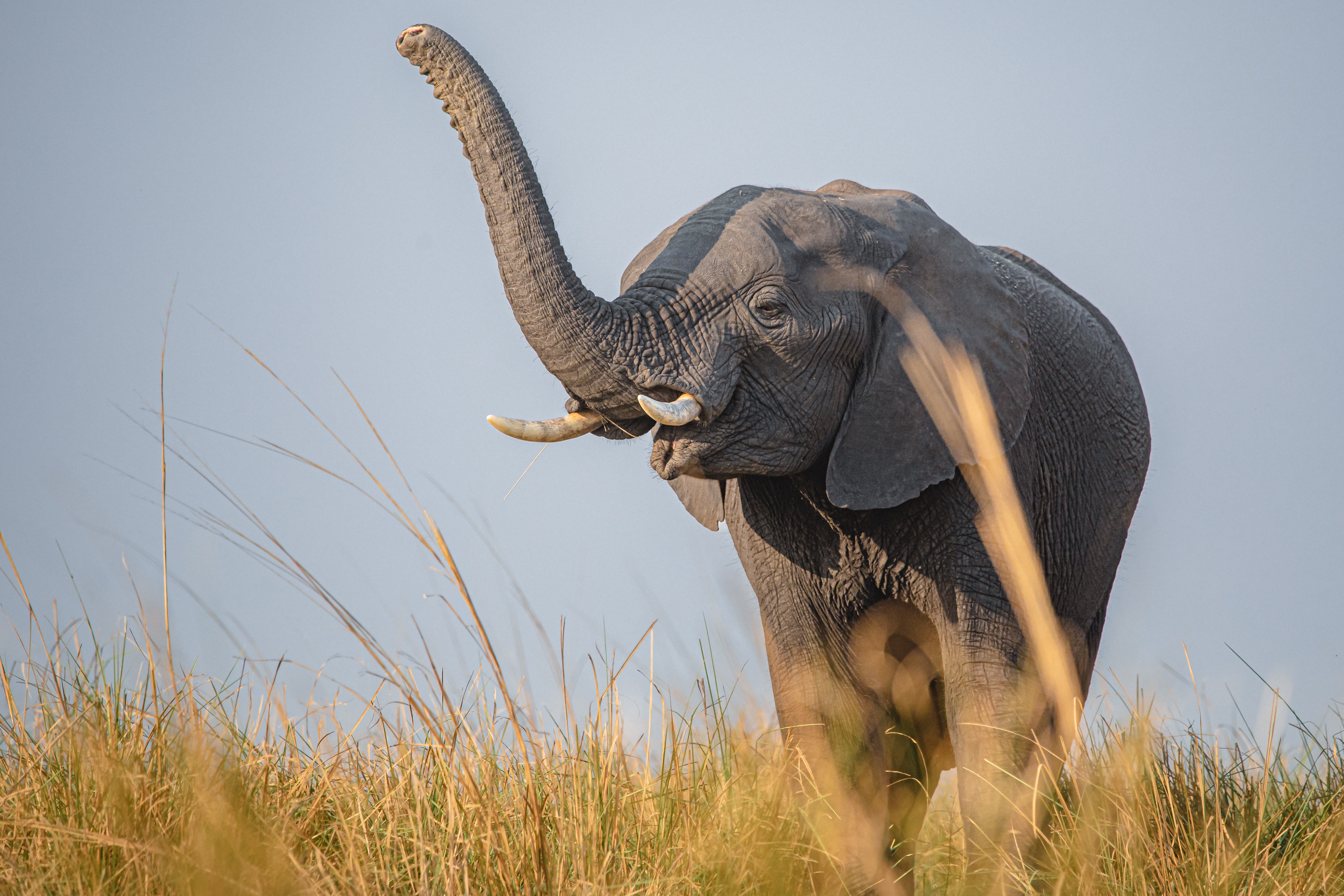 Angola’s Mammals