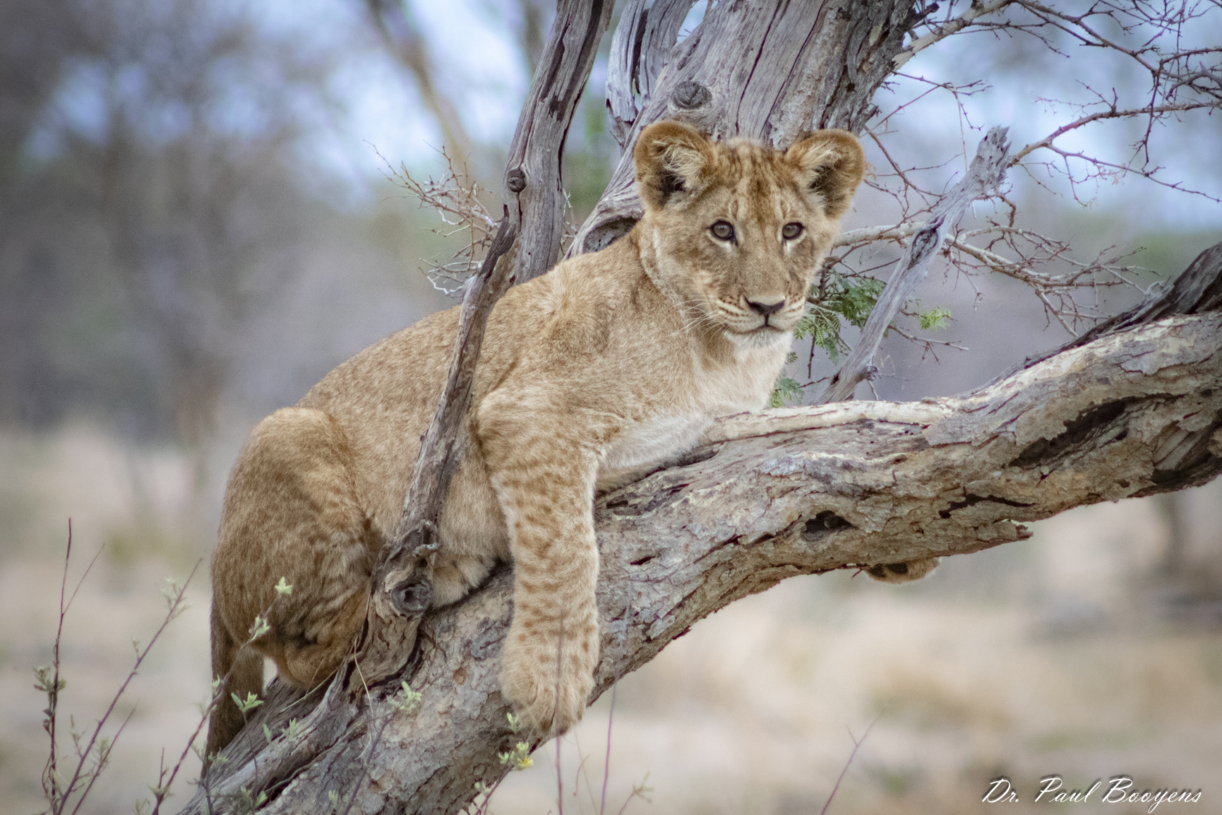 Meet Our Team: Dr. Paul Booyens, A Significant Contributor to Wildlife Management in Africa